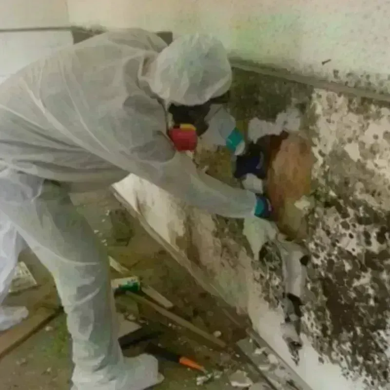 Mold Remediation and Removal in Iron Mountain, MI